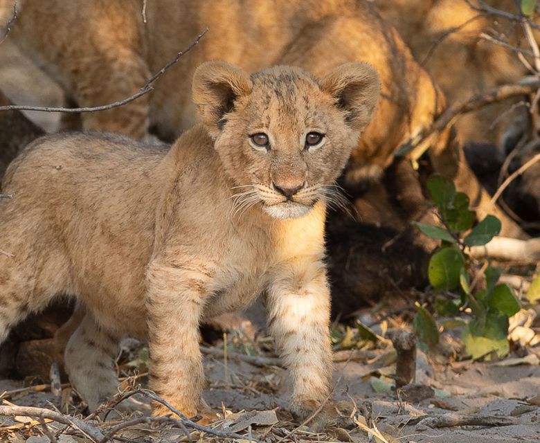 Sunway Botswana Mababe Private Reserve Bruce Taylor-6628