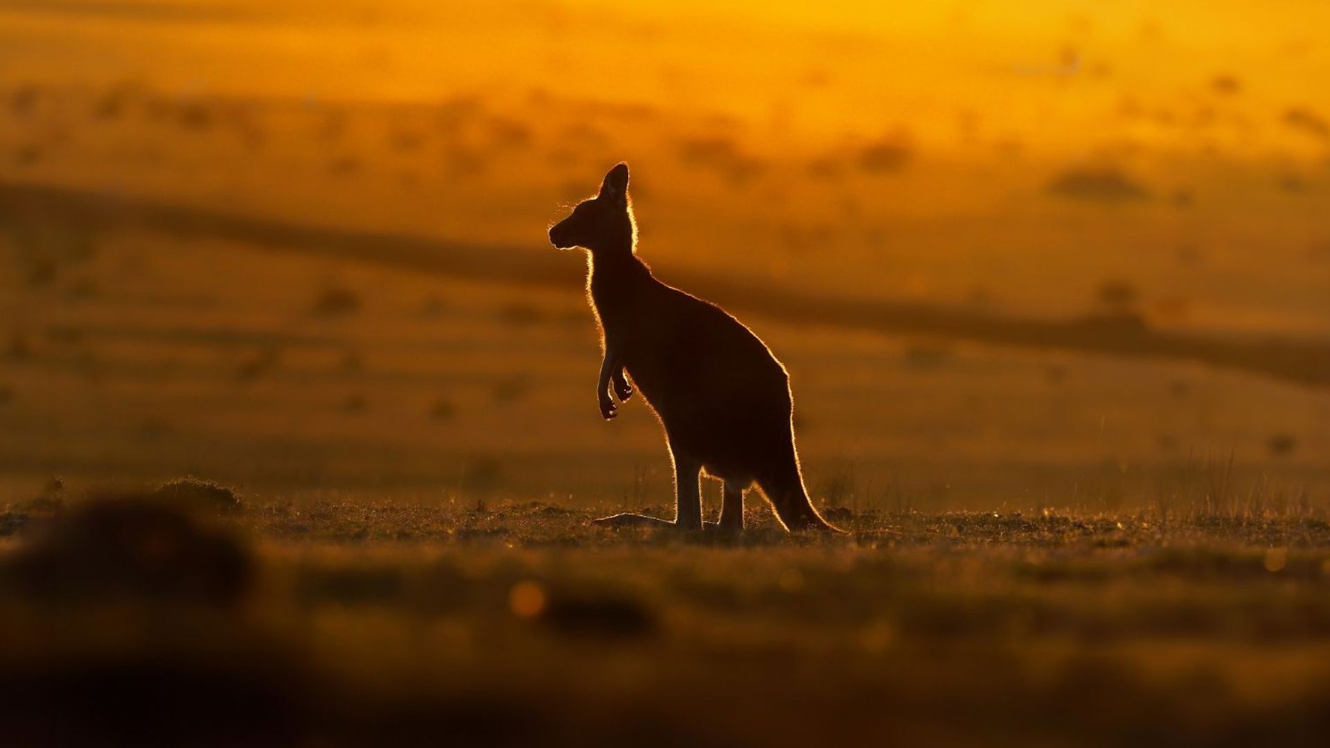 Australian Kangaroo