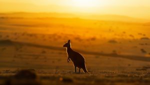 Australian Kangaroo