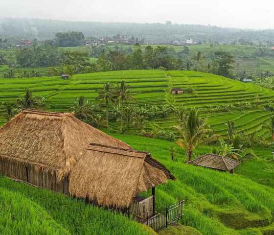 Rice Terraces in Bali