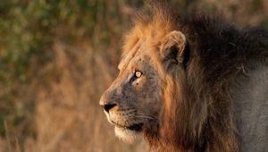 Sunway South Africa Kruger lion Rob Lewis
