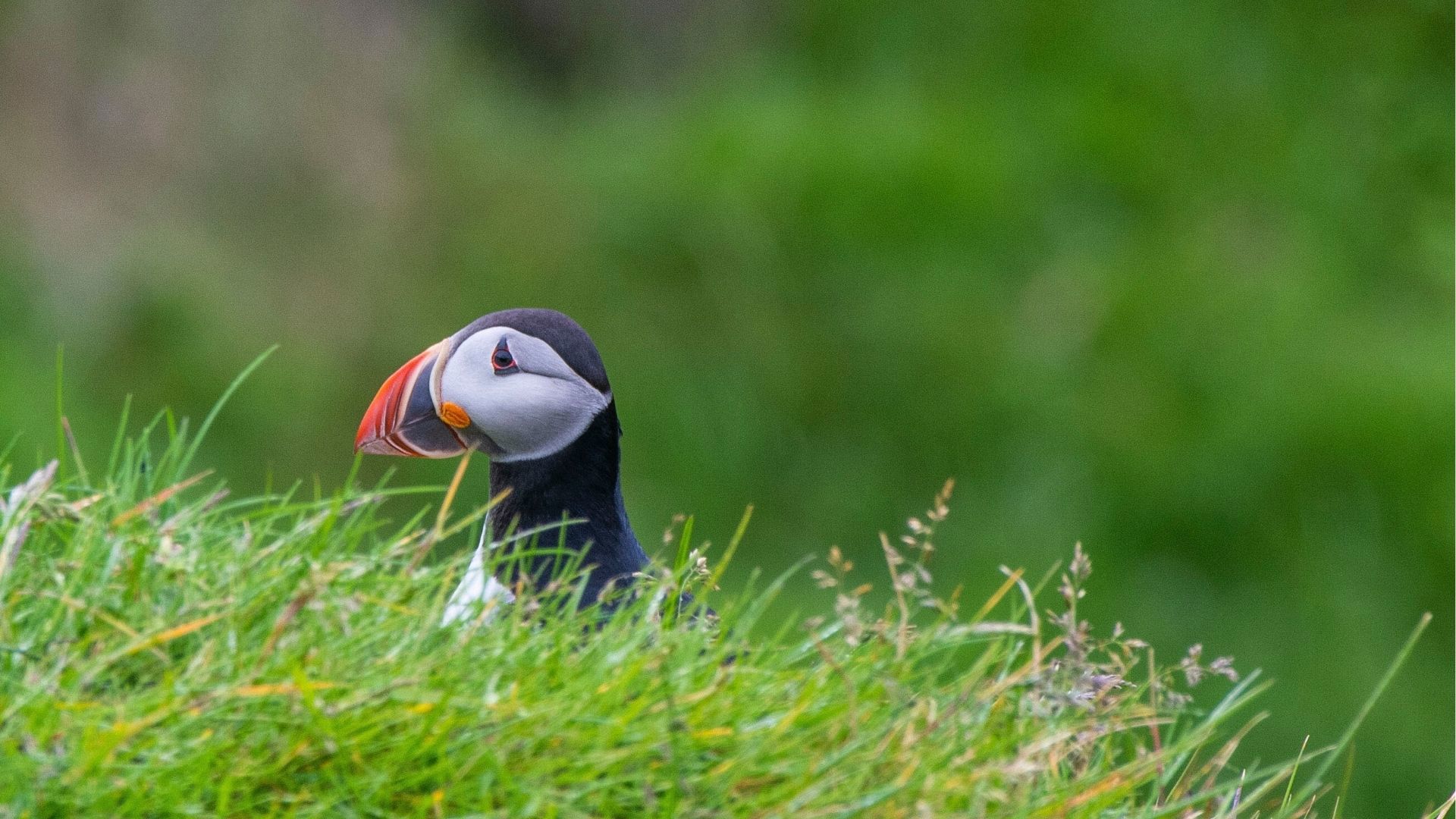 Puffin in Iceland Heimaey Island