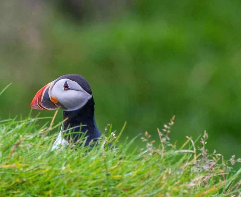 Puffin in Iceland Heimaey Island