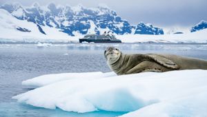 Antarctica Borgen Bay Leopard