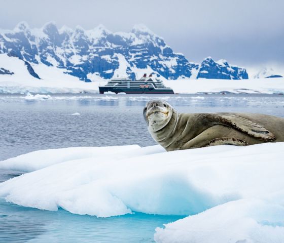 Seabourn Antarctica Borgen Bay Leopard Seal