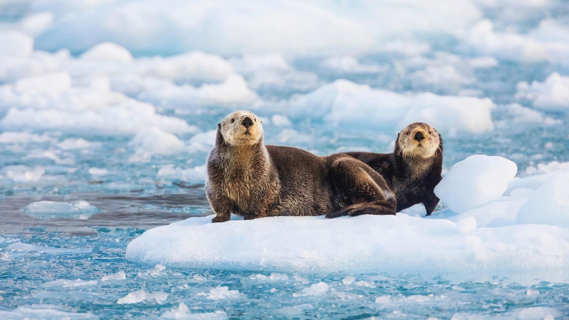 Sea Otters Glacier Ice Southern Alaska
