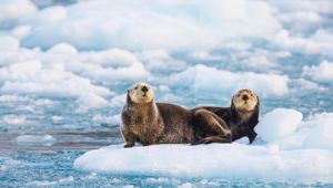 Sea Otters Glacier Ice Southern Alaska