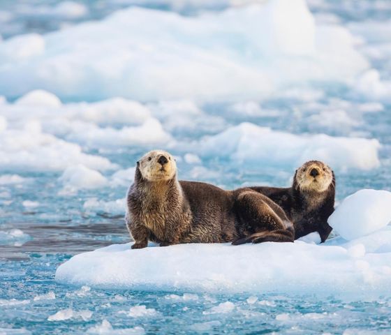  Sea Otters Glacier Ice Southern Alaska 