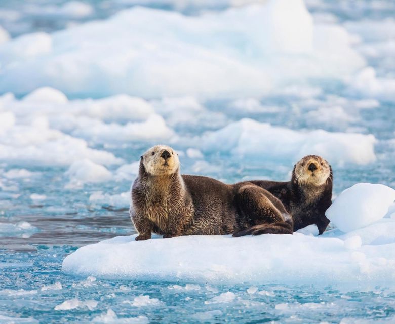  Sea Otters Glacier Ice Southern Alaska 
