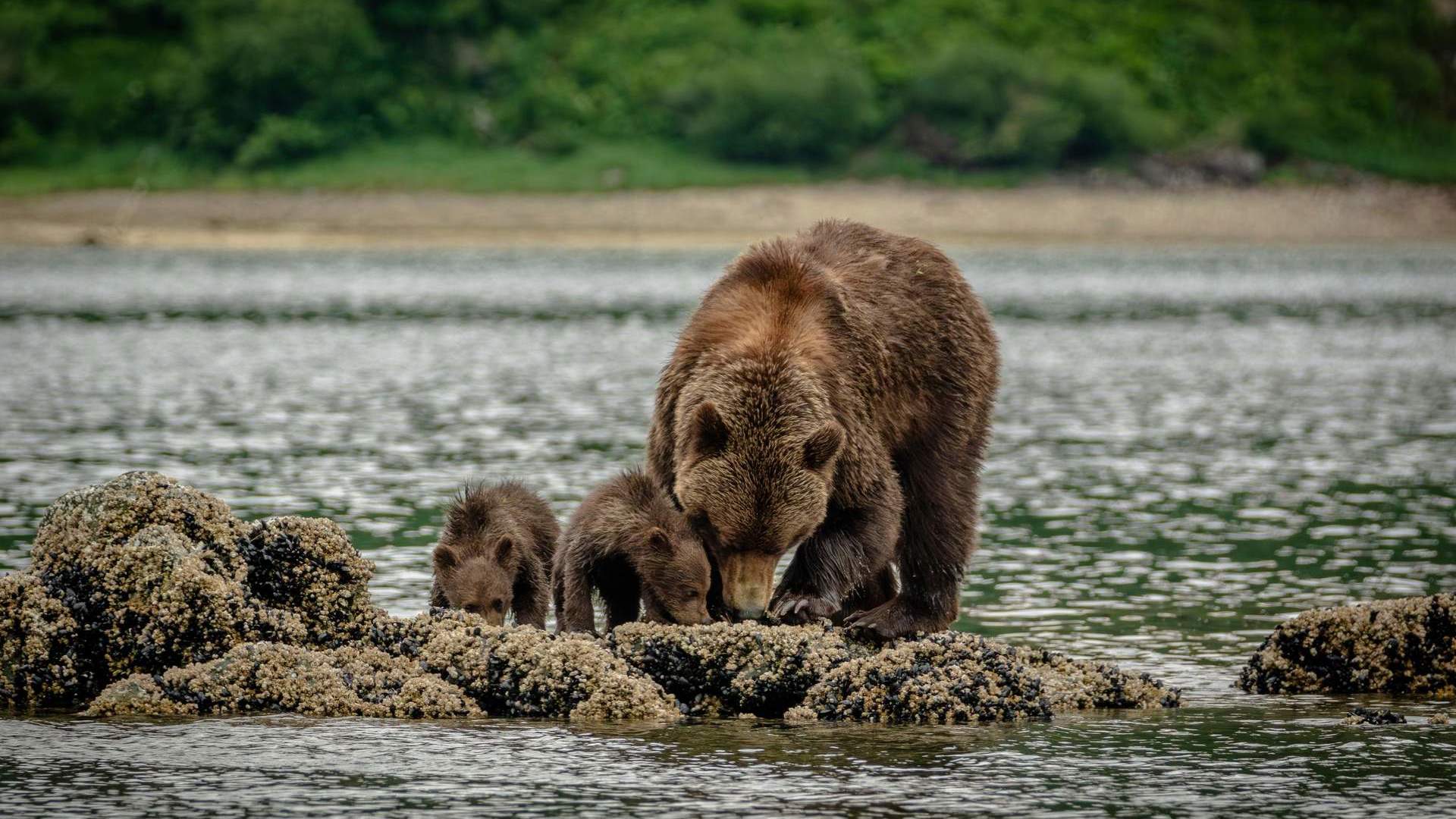 Brown Bears - Alaska
