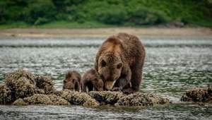 Brown Bears - Alaska