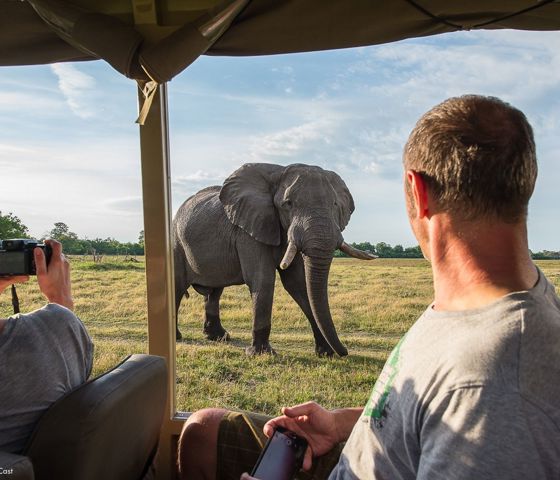 Elephant on Safari