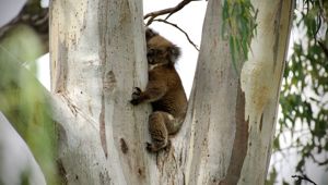 Koala 02 CR Murray River Trails