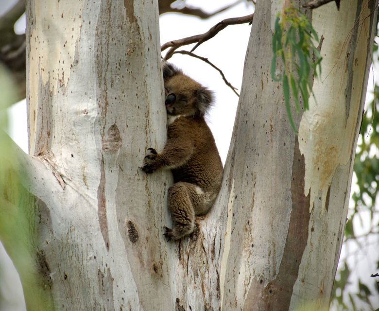 Koala 02 CR Murray River Trails