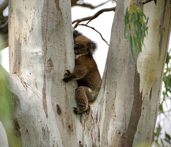 Koala 02 CR Murray River Trails