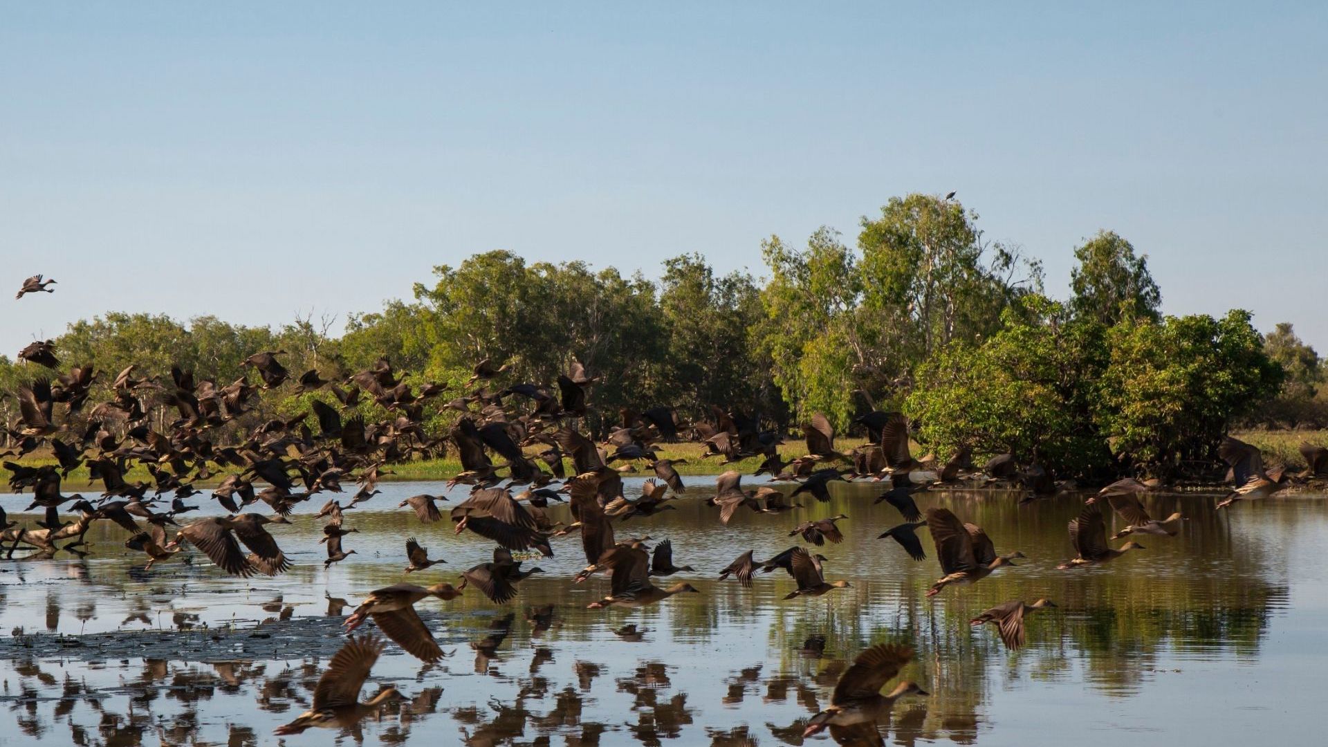 Yellow Water billabong