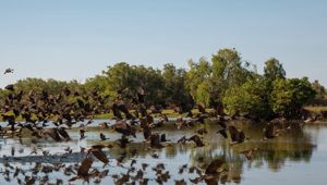 Yellow Water billabong
