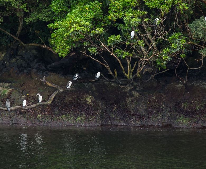 Dunedin Birds
