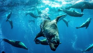 Dive Jervis Bay, Jervis Bay 169938 © Destination NSW