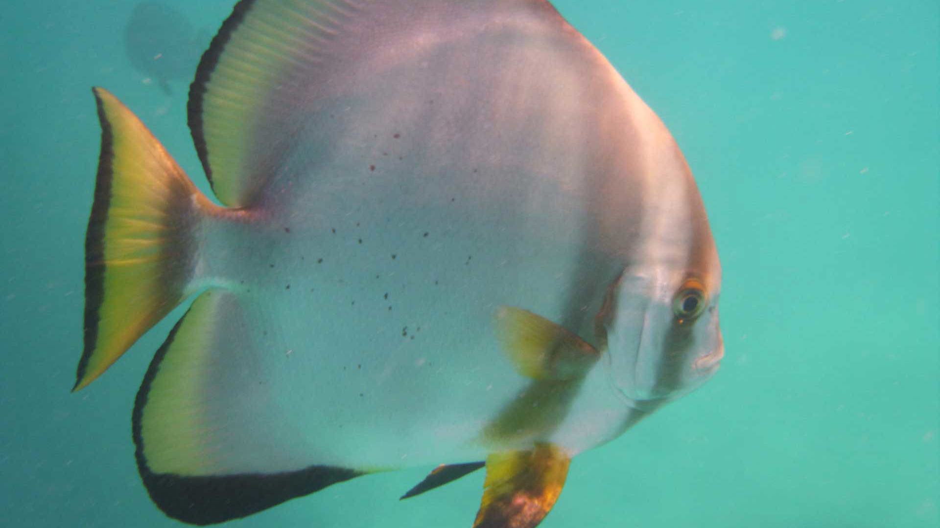 fish