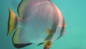 fish