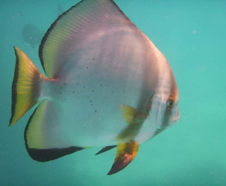 fish