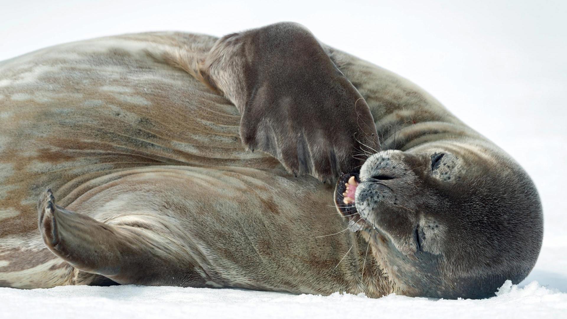 Swan Hellenic Peninsula wildlife