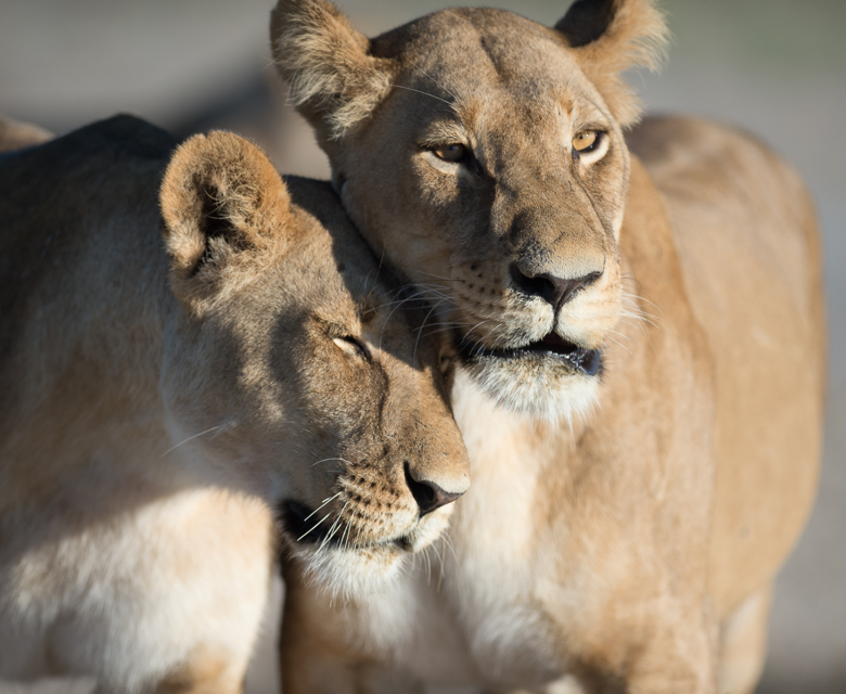 Sunway Botswana Chobe lionesses. Image credit: Bruce Taylor 