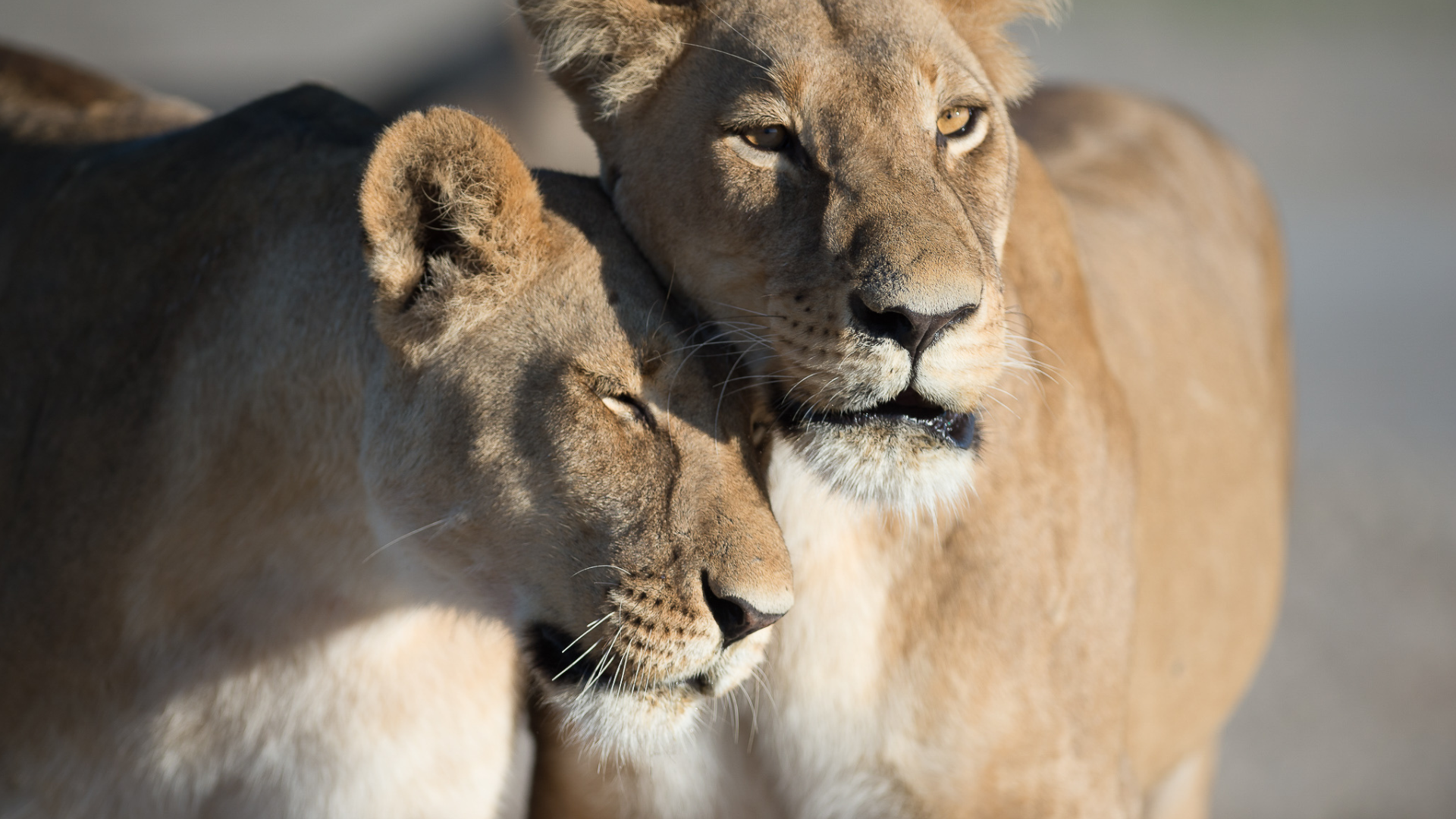 Sunway Botswana Chobe lionesses. Image credit: Bruce Taylor