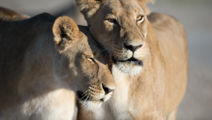 Sunway Botswana Chobe lionesses. Image credit: Bruce Taylor
