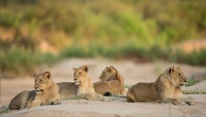 Lions - Viva Expeditions