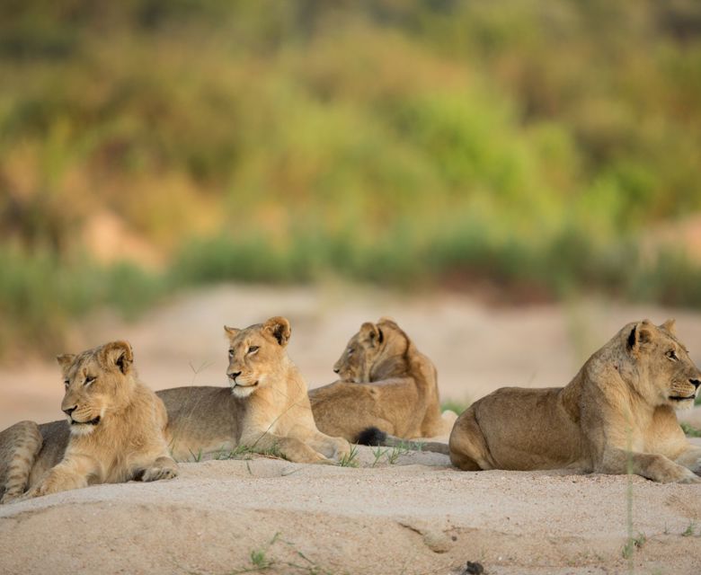 Lions - Viva Expeditions