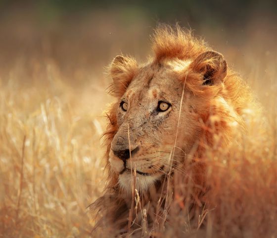 Africa Lion