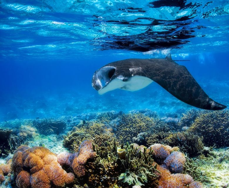 Captured Mantra Ray underwater Nanuya waters