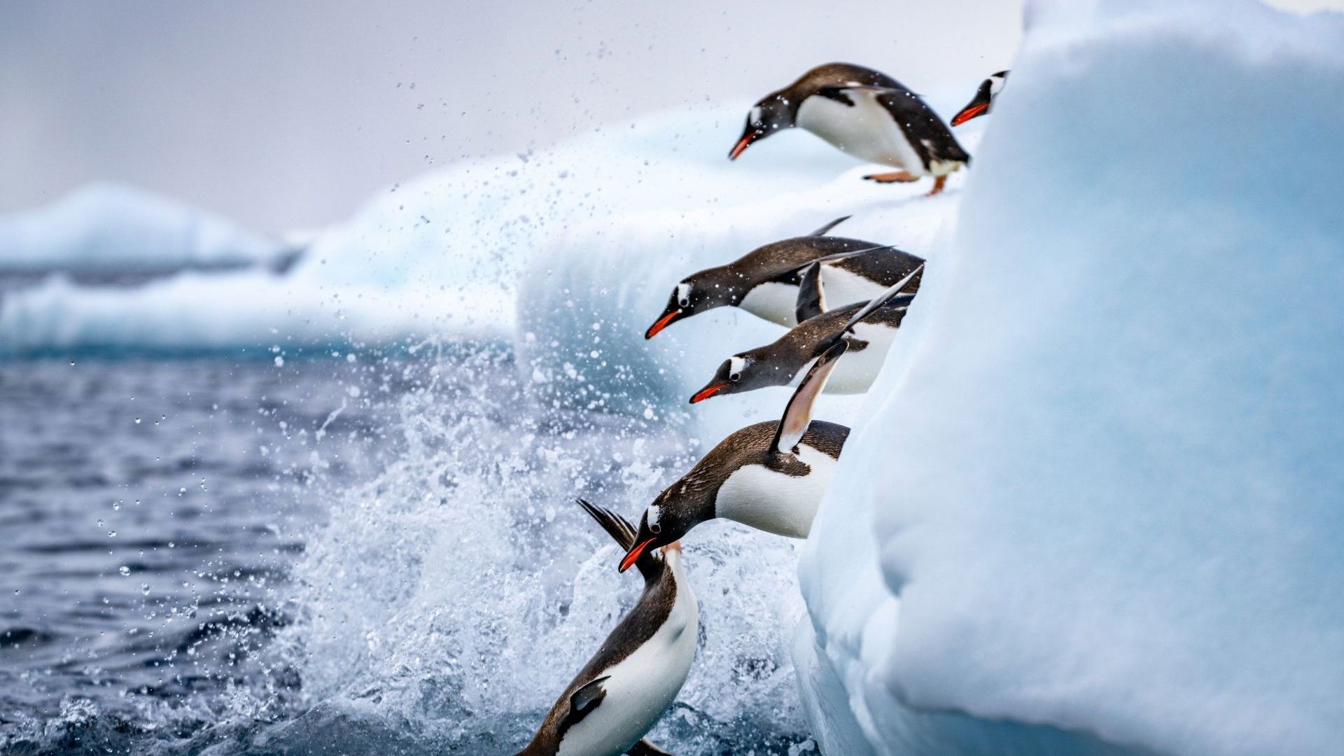 Antarctica Penguins