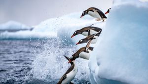 Antarctica Penguins