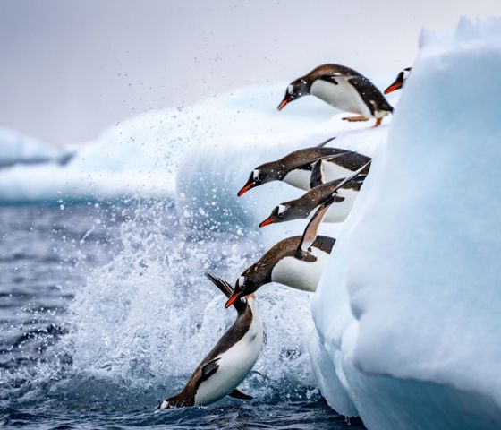 Seabourn Antarctica Pleneau
