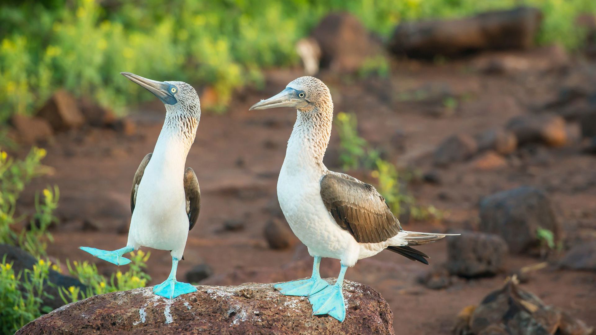 Ecuador - Galapagos Islands - Blue-footed booby