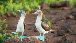 Ecuador - Galapagos Islands - Blue-footed booby