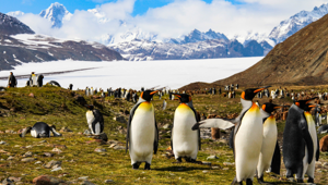 South Georgia, Antarctica
