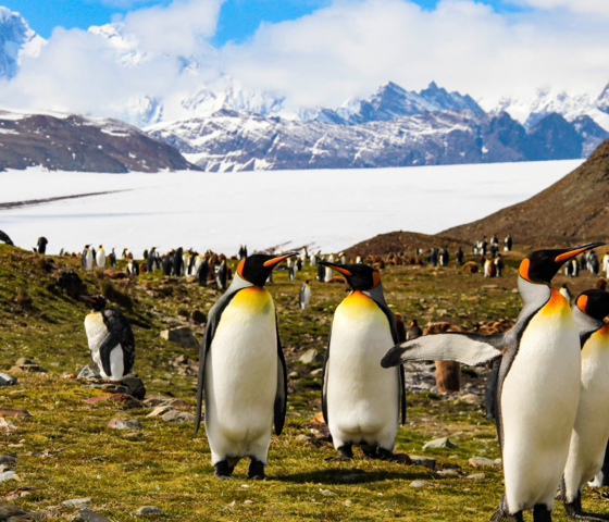 Seabourn - South Georgia, Antarctica