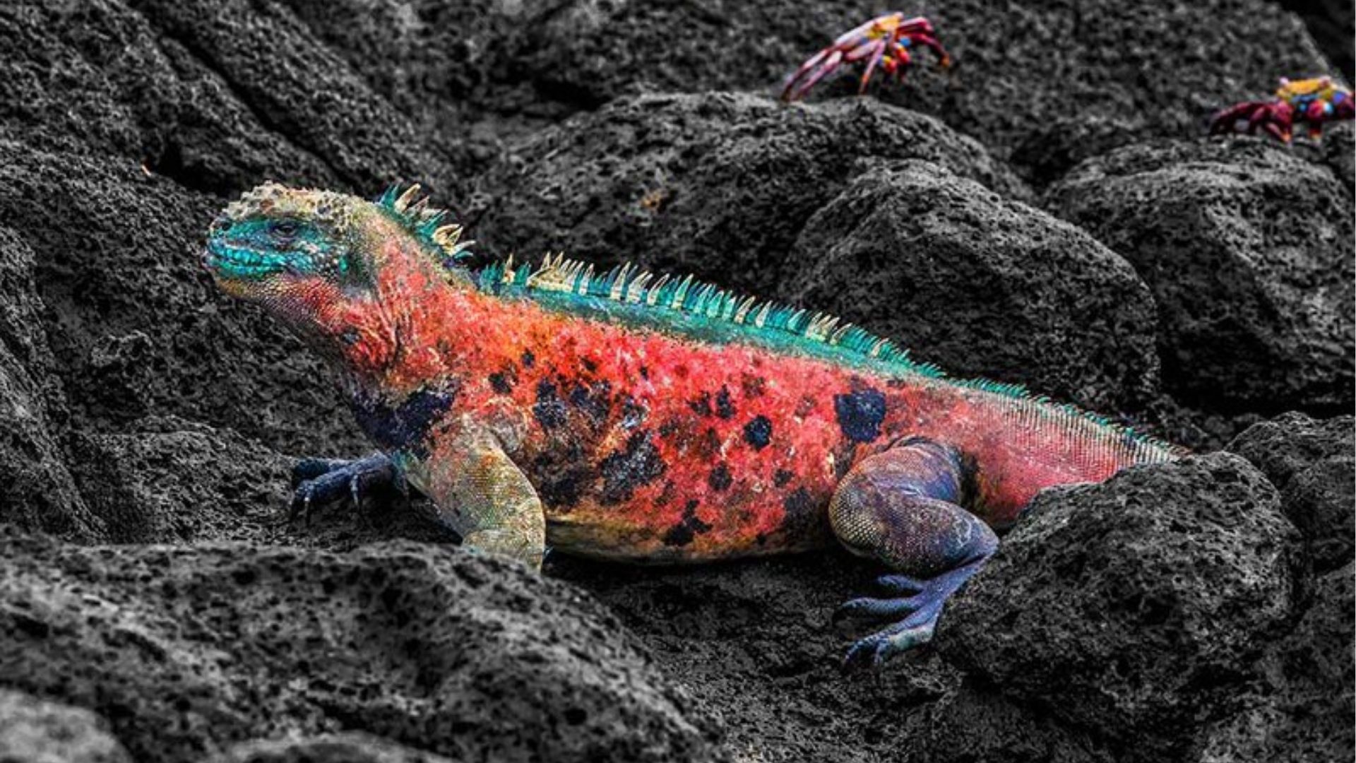 Marine Iguana
