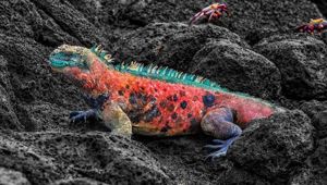 Marine Iguana
