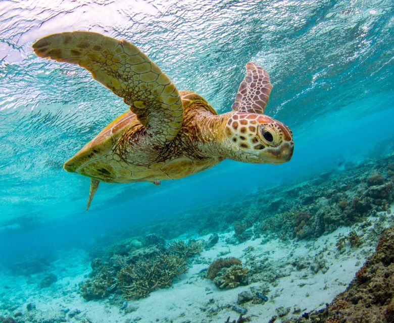Lagoon Turtle 