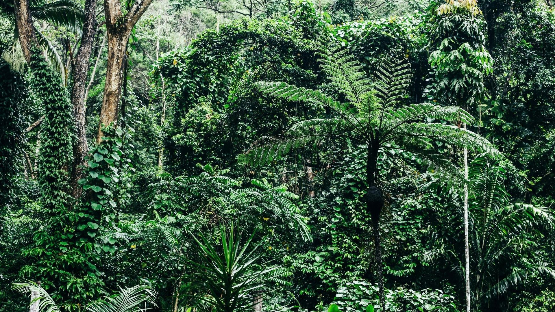 Daintree Eco Lodge - rainforest