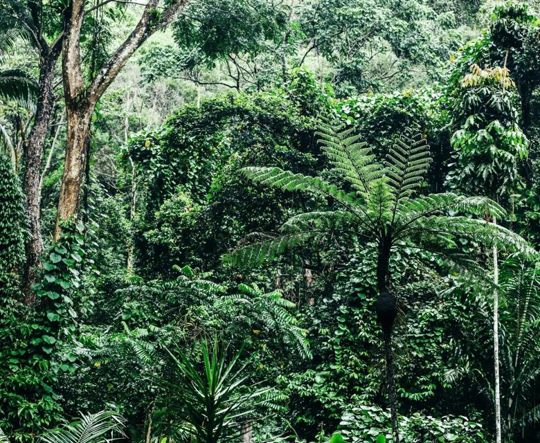 Daintree Eco Lodge - rainforest