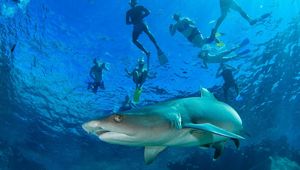 Barefoot Kuata Island Resort - snorkelling with sharks