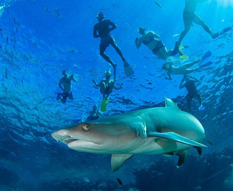 Barefoot Kuata Island Resort - snorkelling with sharks