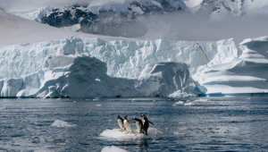 Antarctica Danco Island