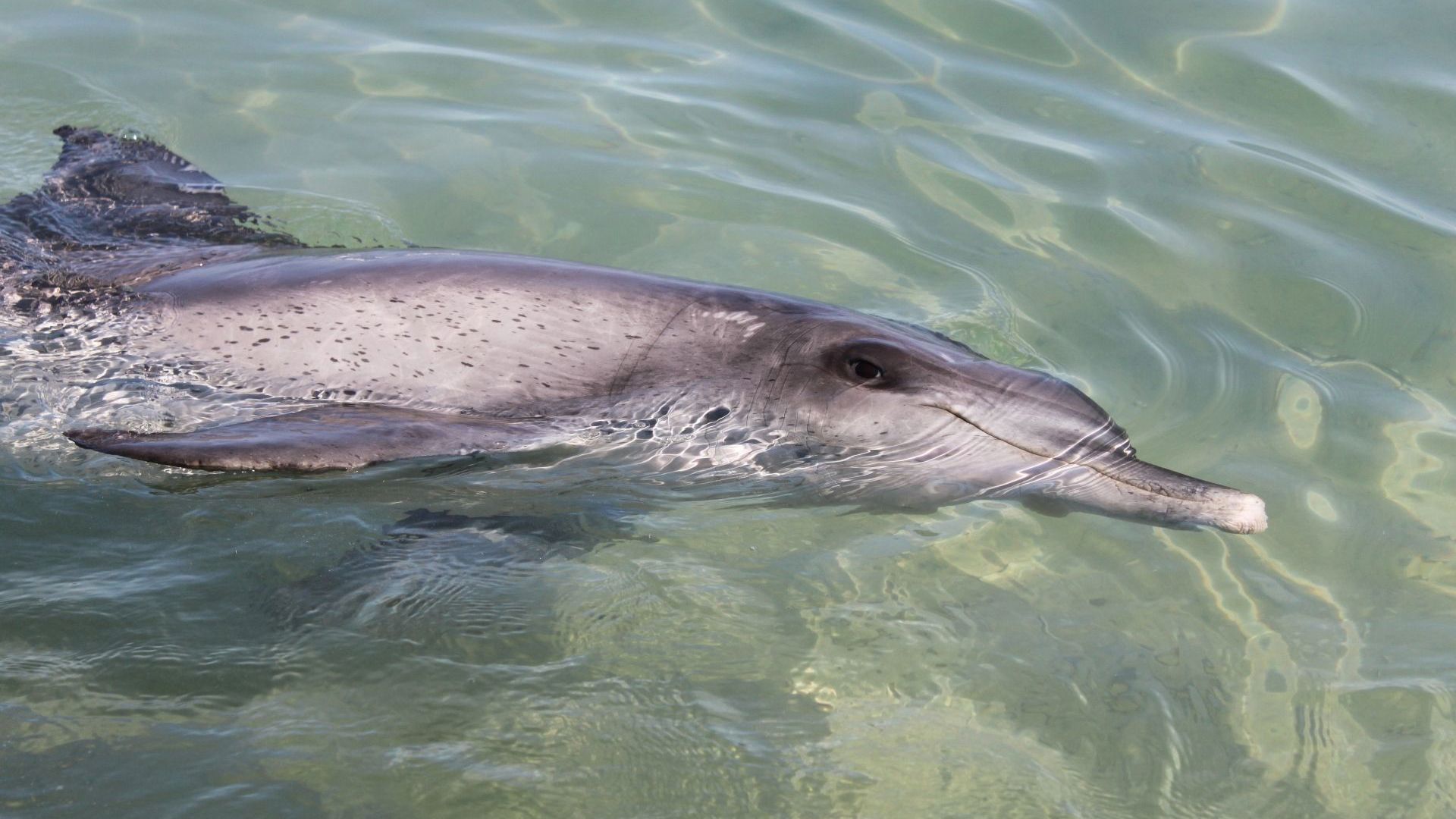 Dolphin At Monkey Mia 110381 © Tourism WA